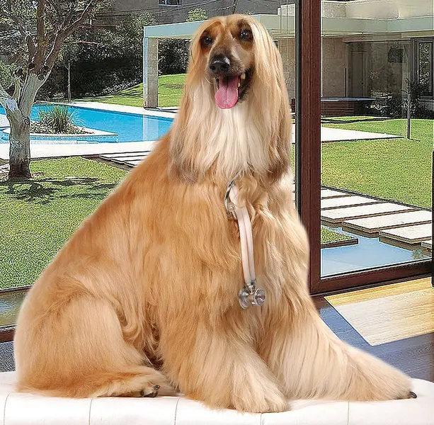 Foto van een afghaanse windhond