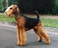 Foto van een airedale terriër