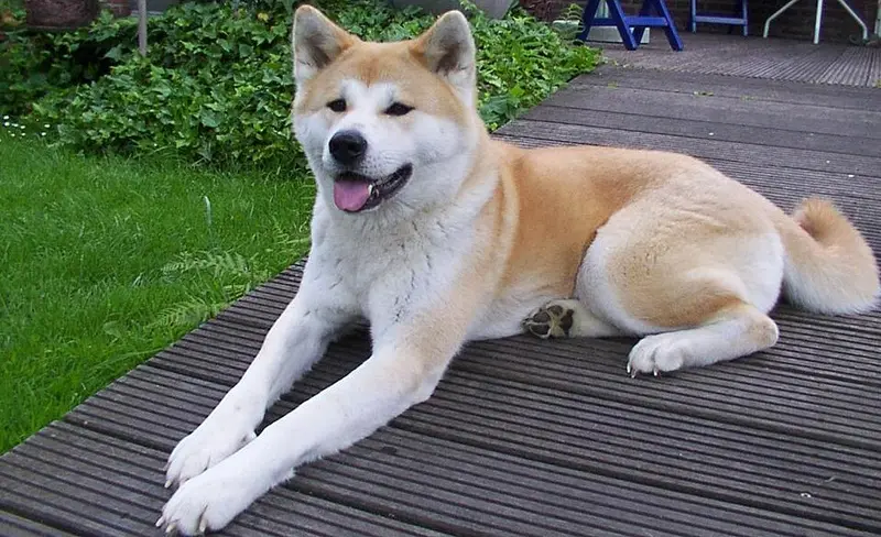 Foto van een akita