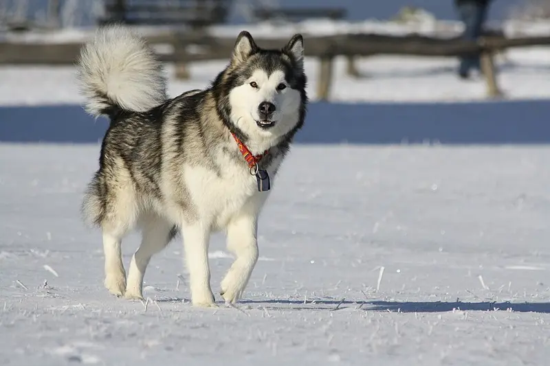 Foto van een alaskan malamute