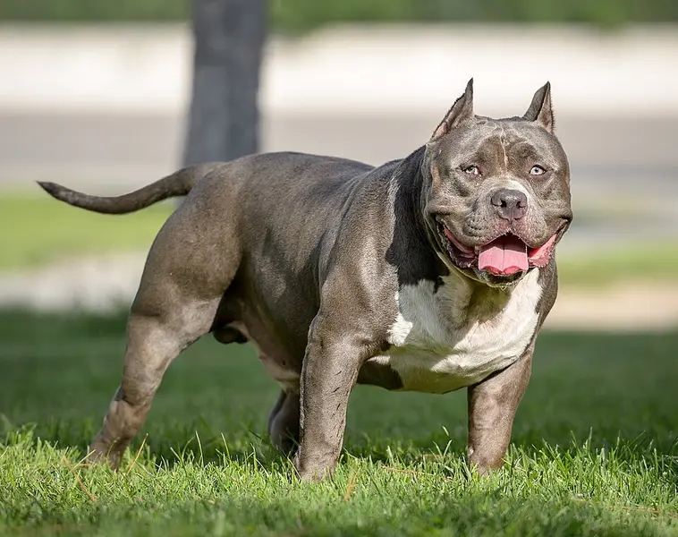 Foto van een american bully