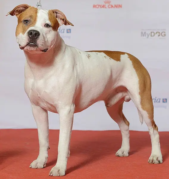 Foto van een american staffordshire terriër