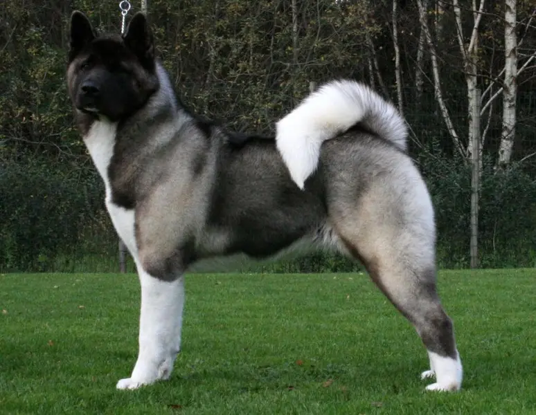 Foto van een amerikaanse akita