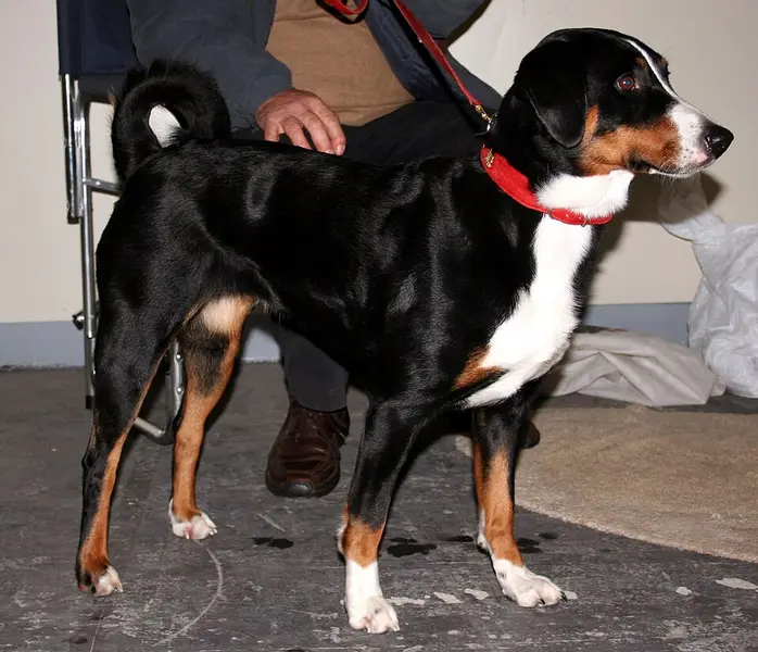 Foto van een appenzeller sennenhond
