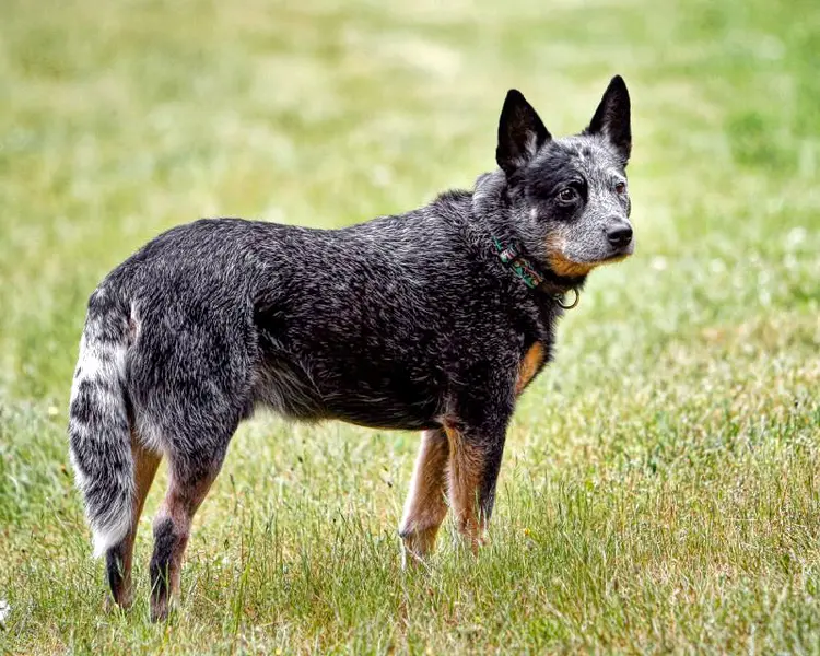 Foto van een australian cattle dog