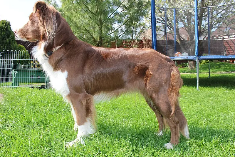 Foto van een australian shepherd