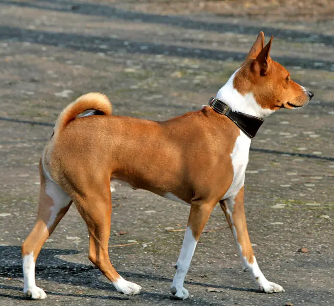 Foto van een basenji