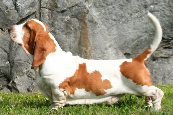 Foto van een basset hound