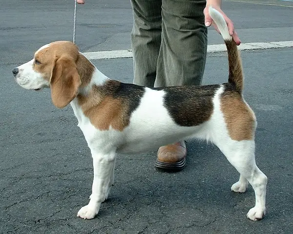 Foto van een beagle