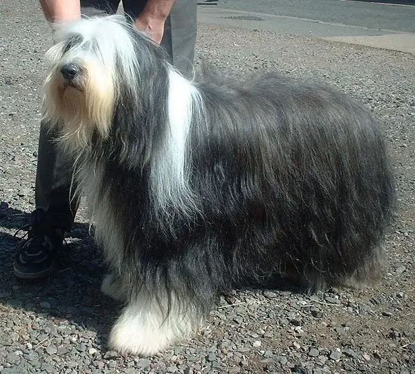 Foto van een bearded collie