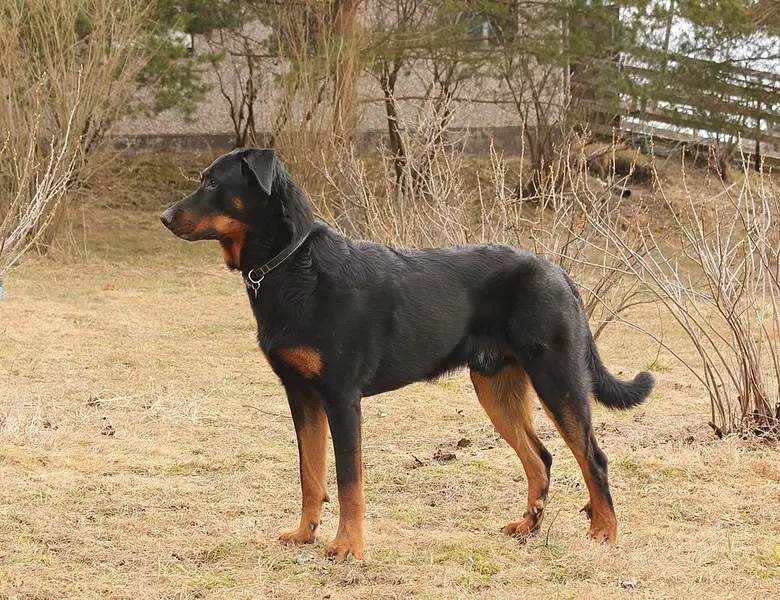 Foto van een beauceron