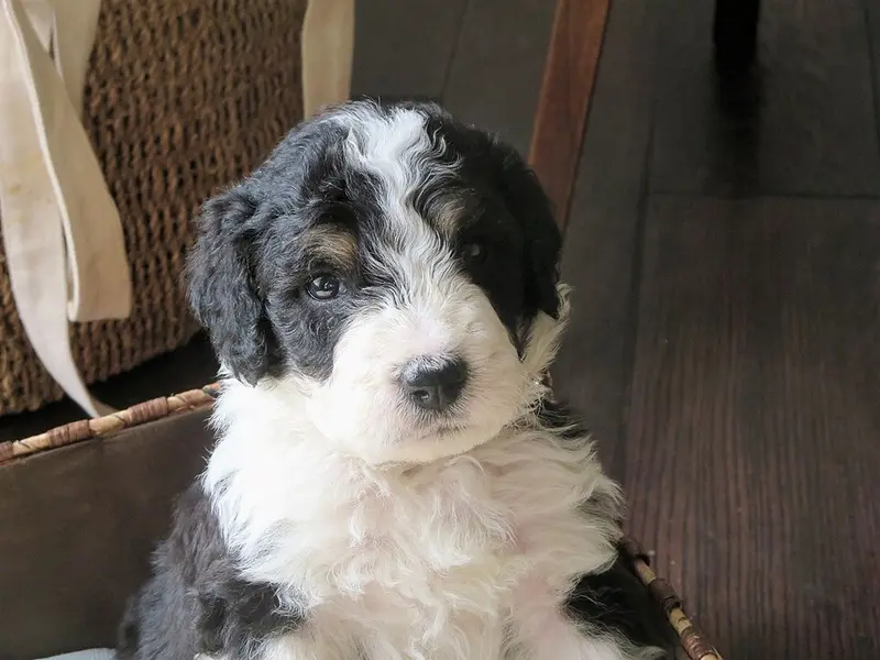 Foto van een bernedoodle