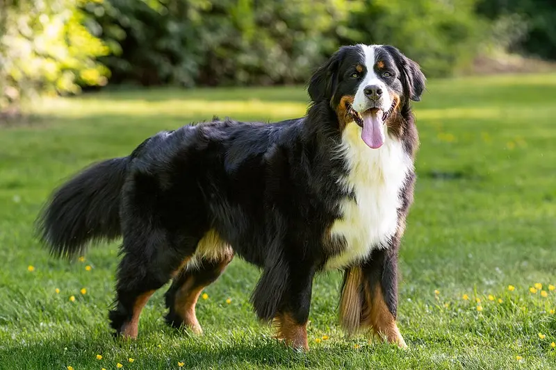 Foto van een berner sennenhond