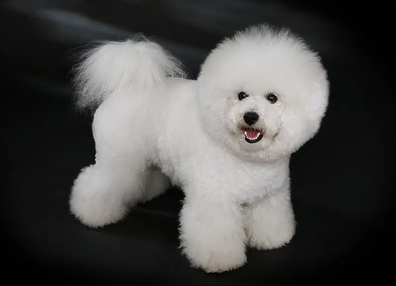 Foto van een bichon frisé