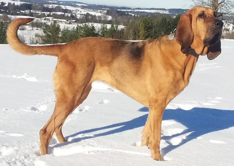Foto van een bloedhond