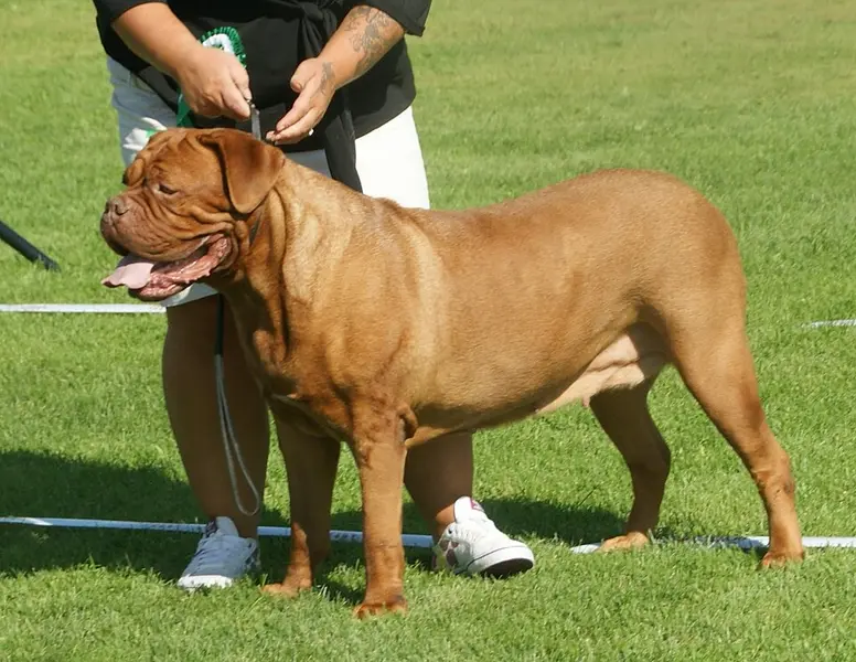 Foto van een bordeaux dog