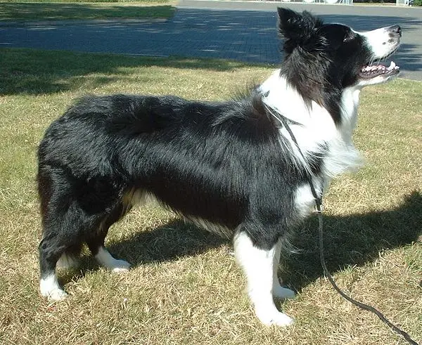 Foto van een border collie