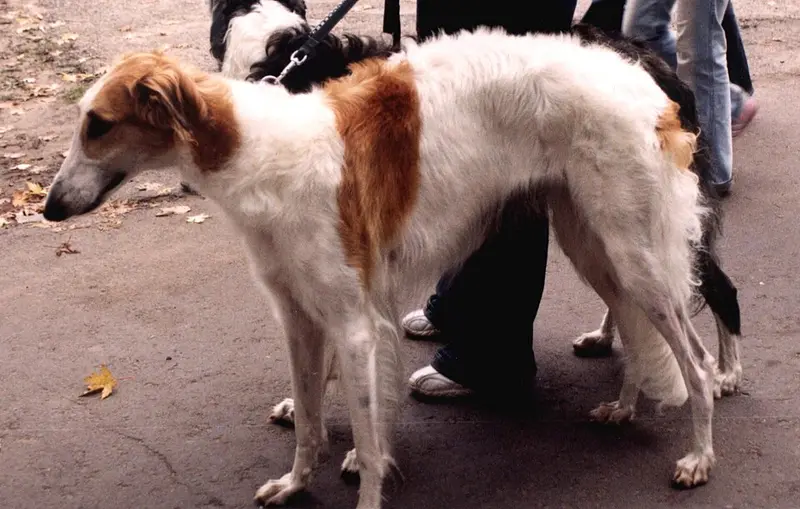 Foto van een borzoi