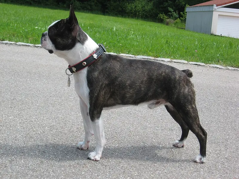 Foto van een boston terriër