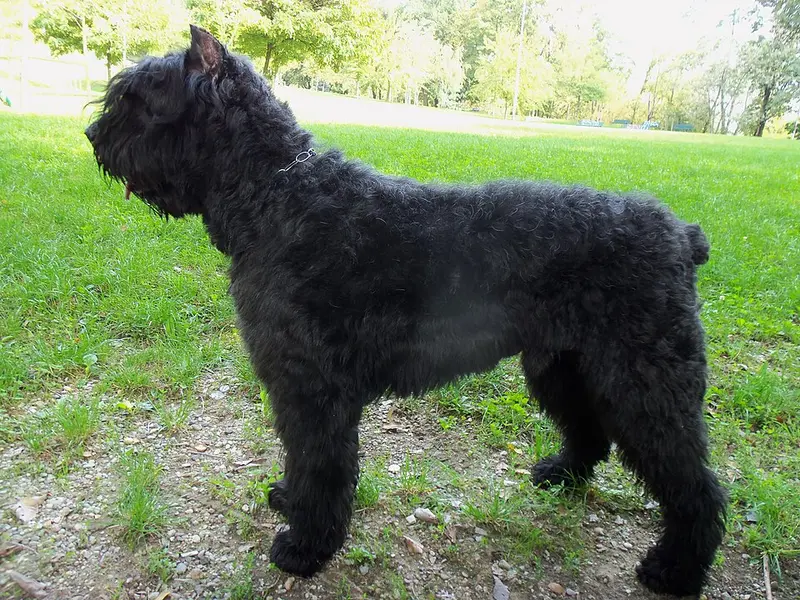 Foto van een bouvier des flandres