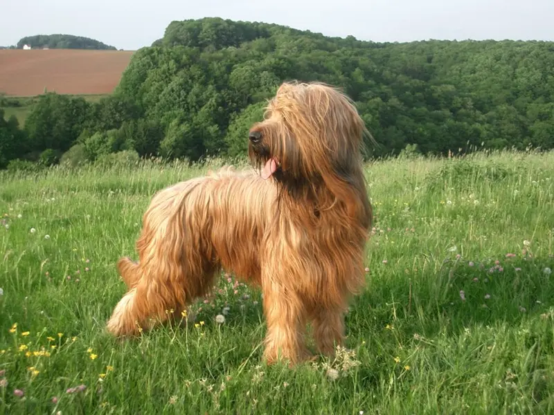Foto van een briard