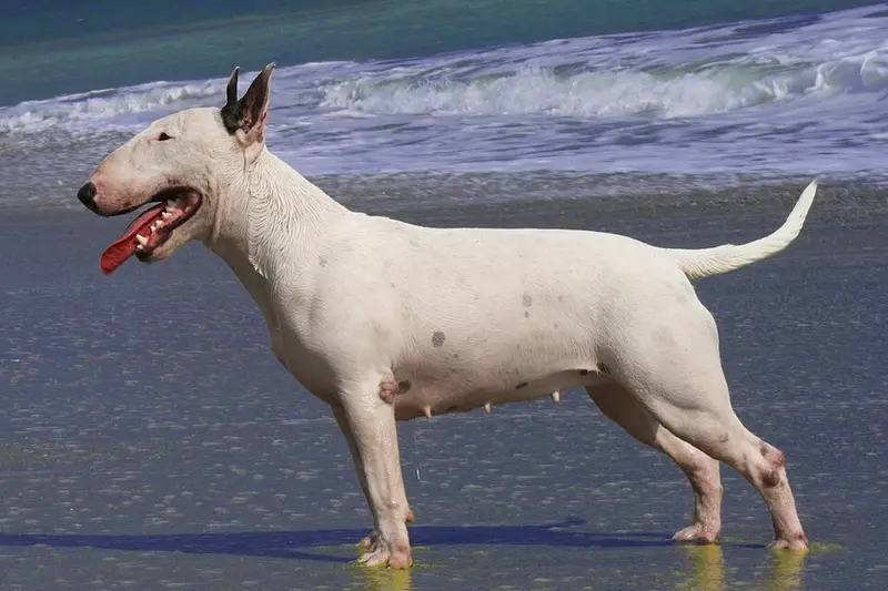 Foto van een bull terriër
