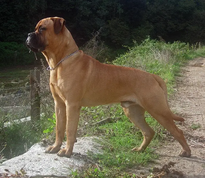 Foto van een bullmastiff