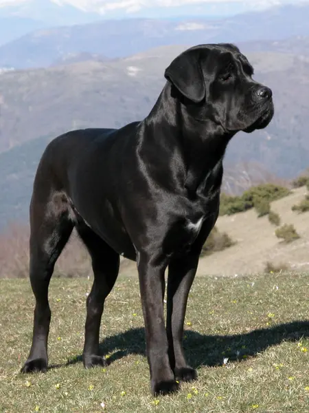 Foto van een cane corso