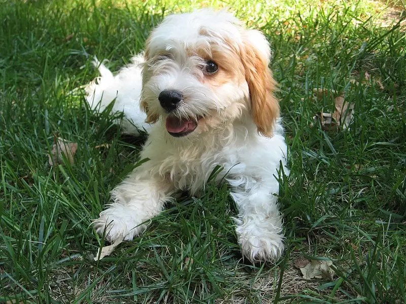 Foto van een cavapoo