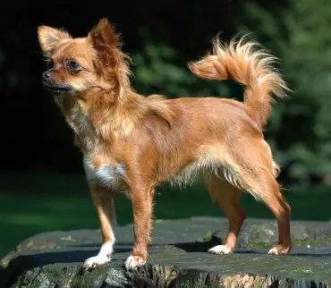 Foto van een chihuahua