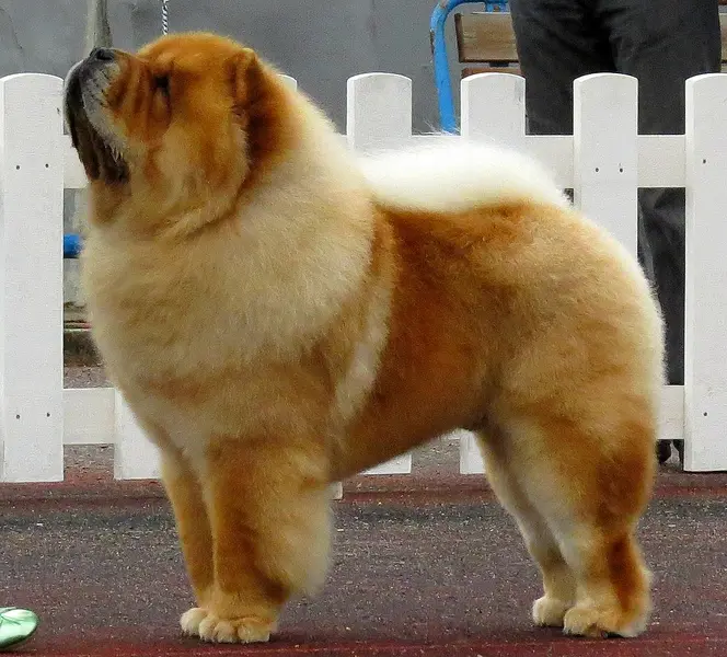 Foto van een chow chow