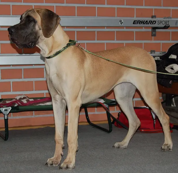 Foto van een duitse dog