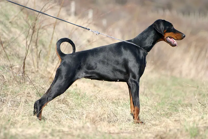 Foto van een dobermann