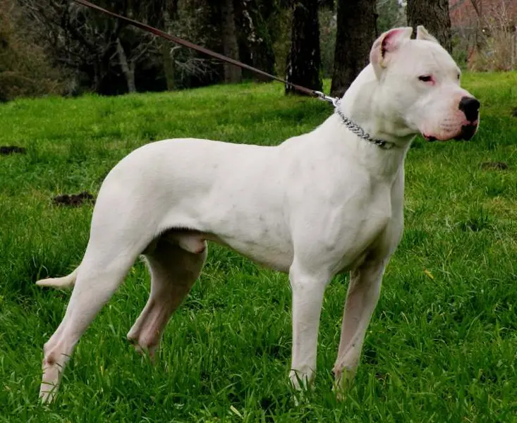 Foto van een dogo argentino