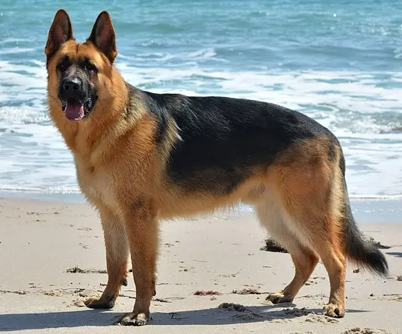 Foto van een duitse herder