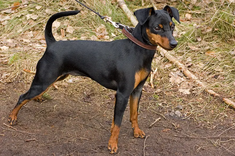 Foto van een dwergpinscher
