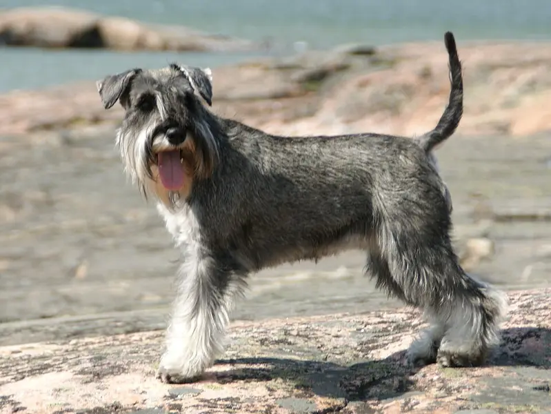 Foto van een dwergschnauzer