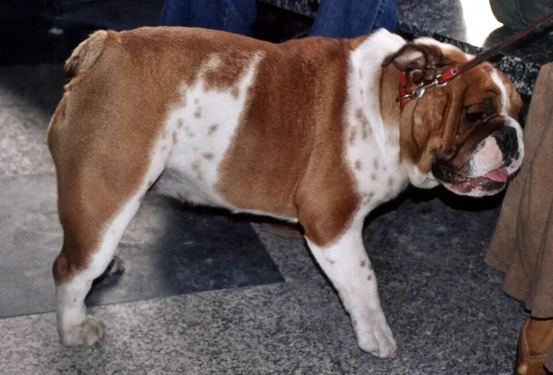 Foto van een engelse bulldog