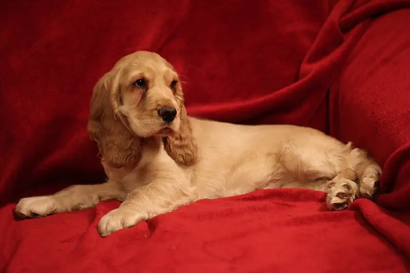 Foto van een engelse cocker spaniël