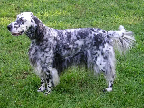Foto van een engelse setter