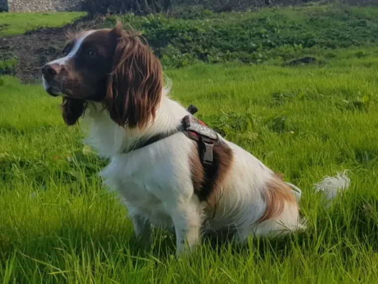 Foto van een engelse springer spaniël