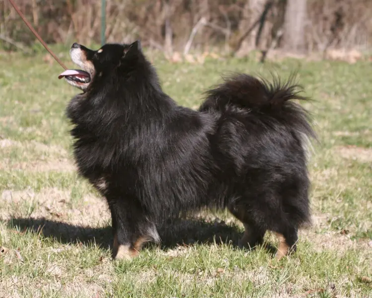 Foto van een finse lappenhond