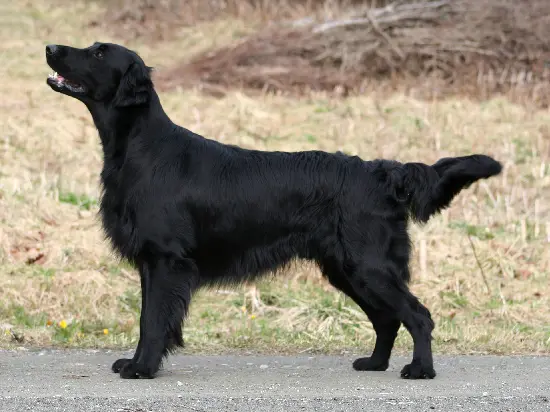 Foto van een flatcoated retriever