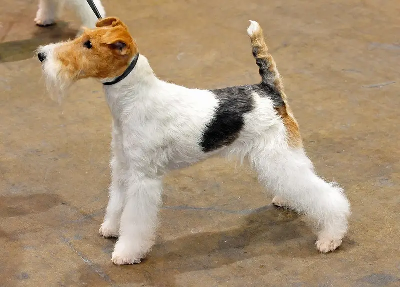 Foto van een foxterriër