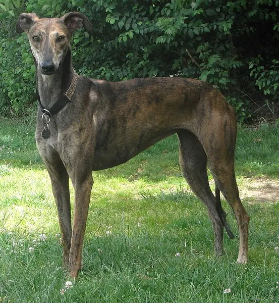 Foto van een galgo español
