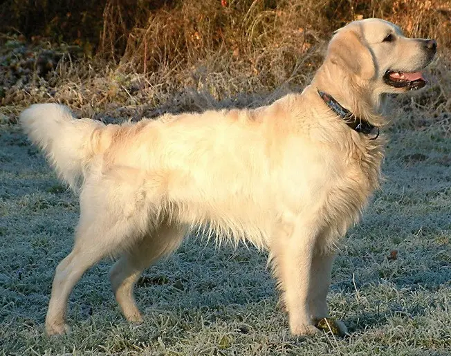 Foto van een golden retriever