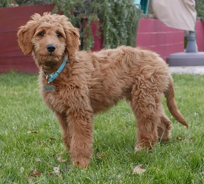 Foto van een goldendoodle