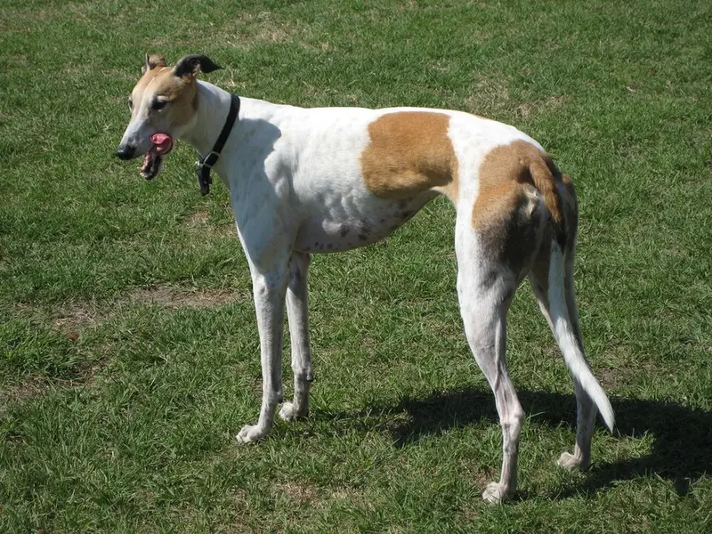 Foto van een greyhound
