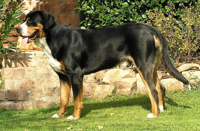 Foto van een grote zwitserse sennenhond