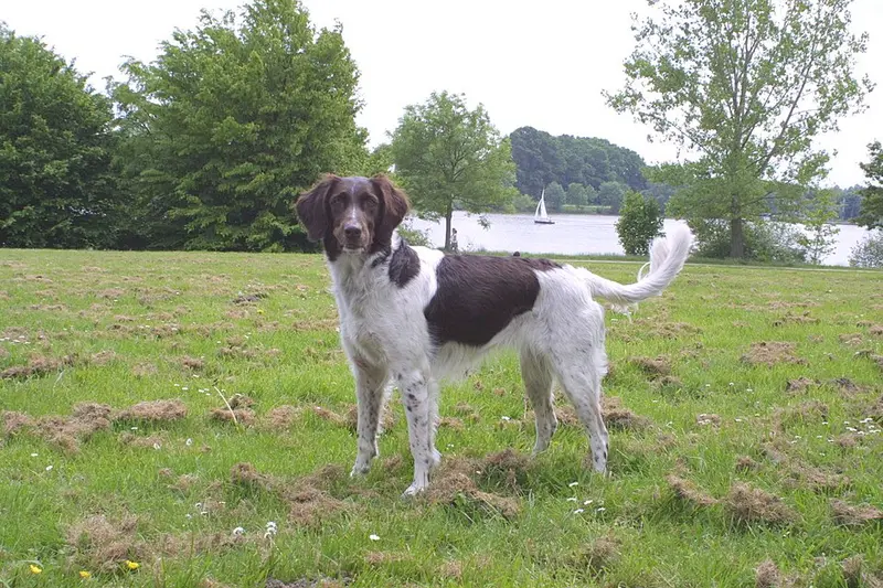 Foto van een heidewachtel (kleine münsterländer)